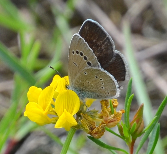 Lycaenidae